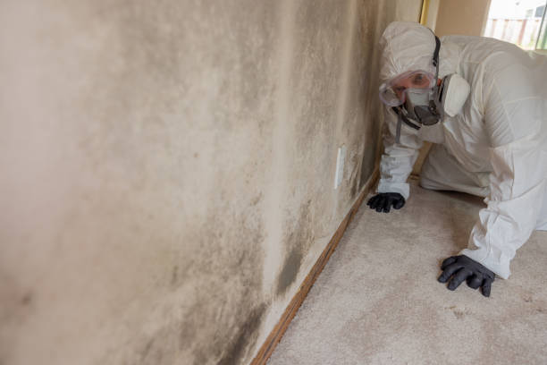 Best Environmental Consulting for Mold Prevention  in USA